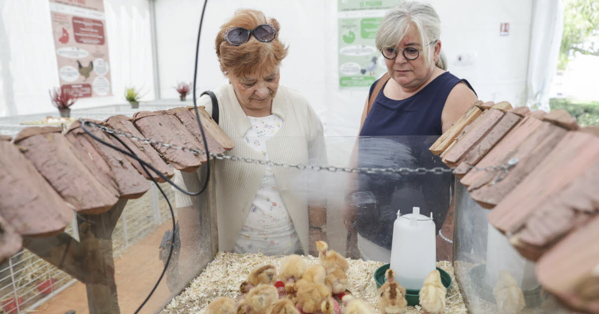 Foire européenne de Strasbourg 2025. Bonnes affaires, animations... la 93e édition en images