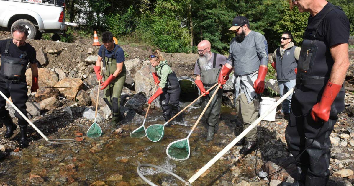 une pêche électrique pour sauver les poissons