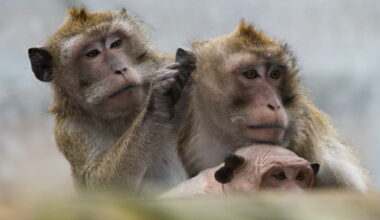 Niederhausbergen. Des animaux volés après une intrusion dans le centre de primatologie