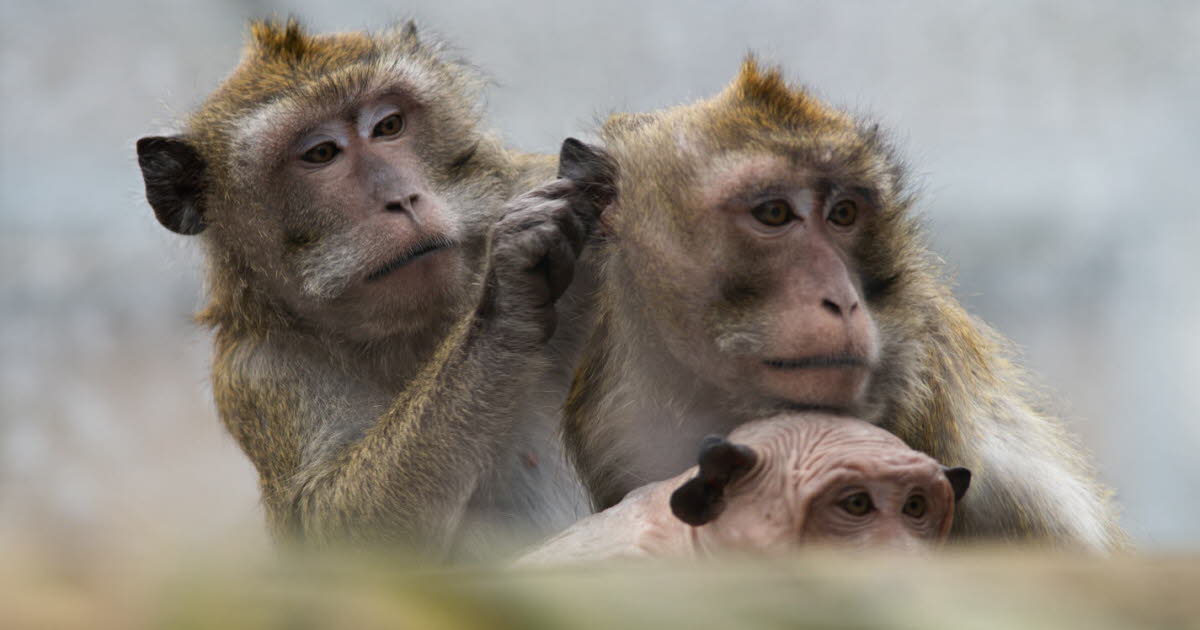 Niederhausbergen. Des animaux volés après une intrusion dans le centre de primatologie