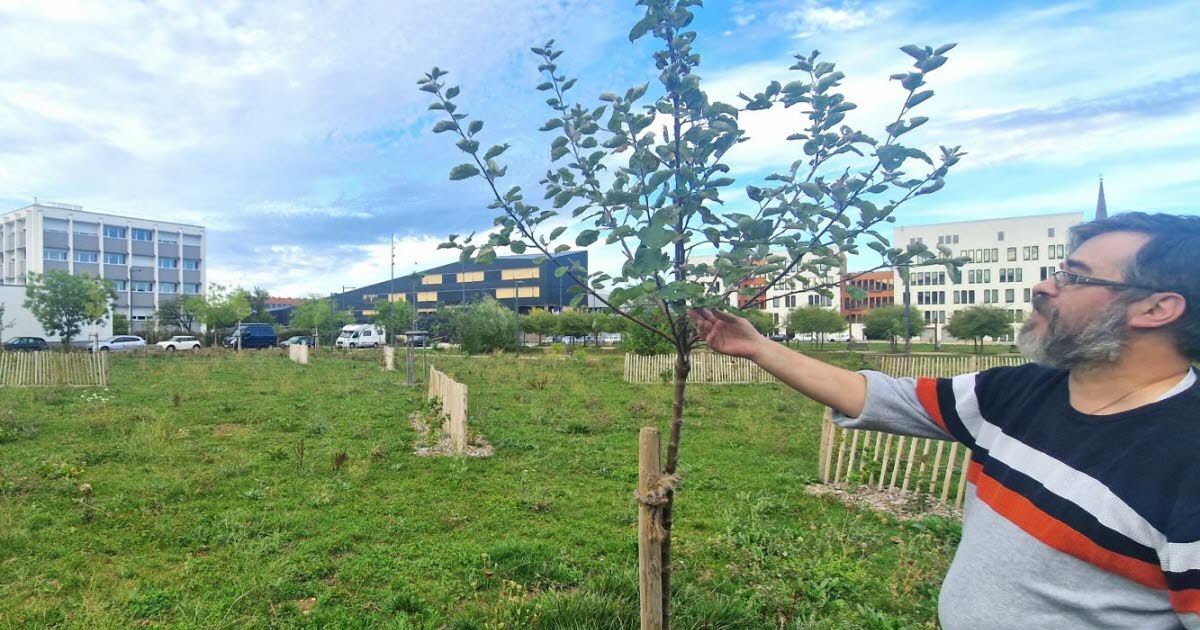 Nancy. Des arbres fruitiers entre le collège, le marché et le centre pour apprentis avec l’atelier de vie de quartier