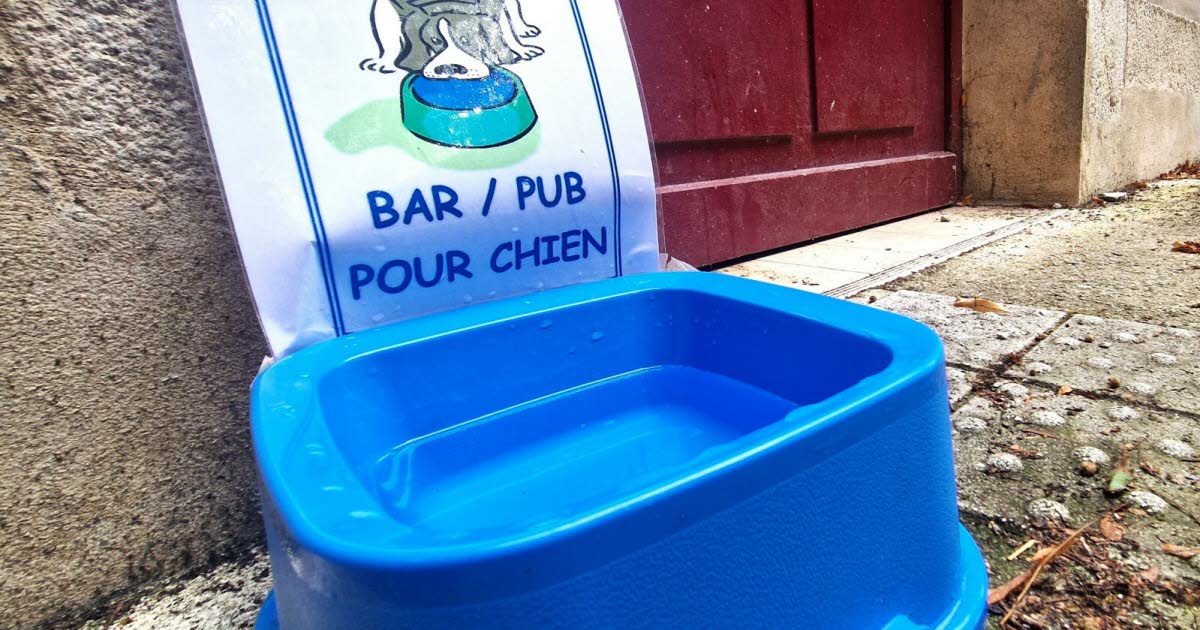 Billet. Les policiers municipaux offrent un rafraîchissement aux chiens en balade