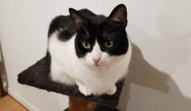 sans foyer depuis mars 2024, Maya rêve d’une nouvelle famille