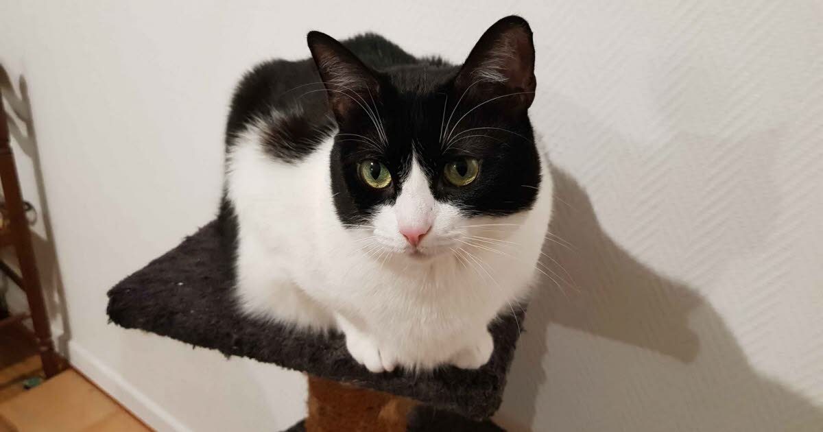 sans foyer depuis mars 2024, Maya rêve d’une nouvelle famille