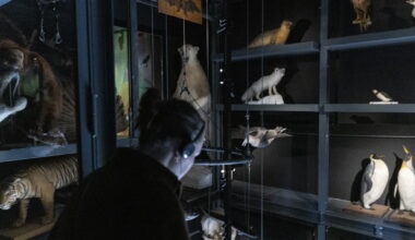 Strasbourg. Le Musée zoologique métamorphosé ouvre ses portes