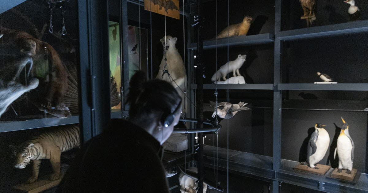 Strasbourg. Le Musée zoologique métamorphosé ouvre ses portes
