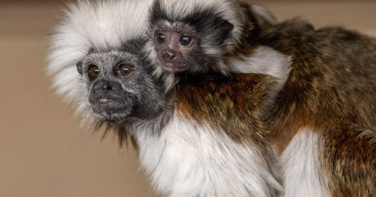 Bas-Rhin. Douze singes de laboratoire s'échappent dans la nature après une intrusion près de Strasbourg