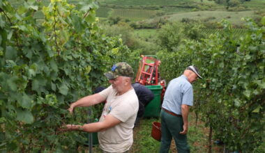 Viticulture. L’Allemagne passe à l’offensive pour soutenir ses vins confrontés à leur pire crise depuis la guerre