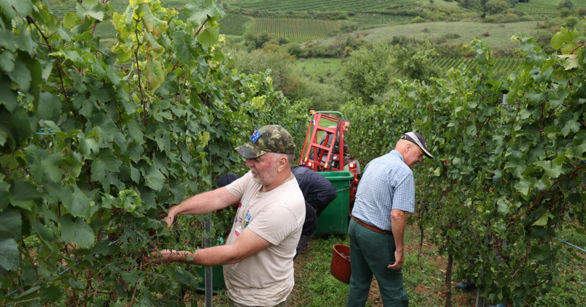 Viticulture. L’Allemagne passe à l’offensive pour soutenir ses vins confrontés à leur pire crise depuis la guerre