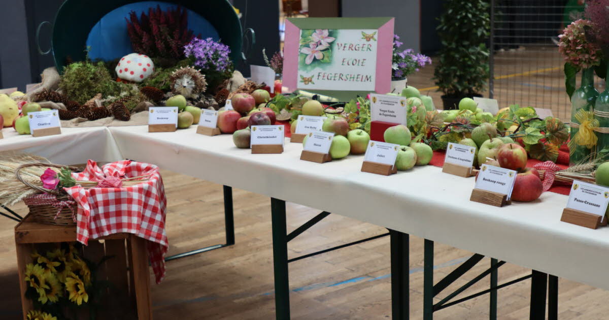 Eschau-Wibolsheim. La pomme sera reine à la Fête de l’automne