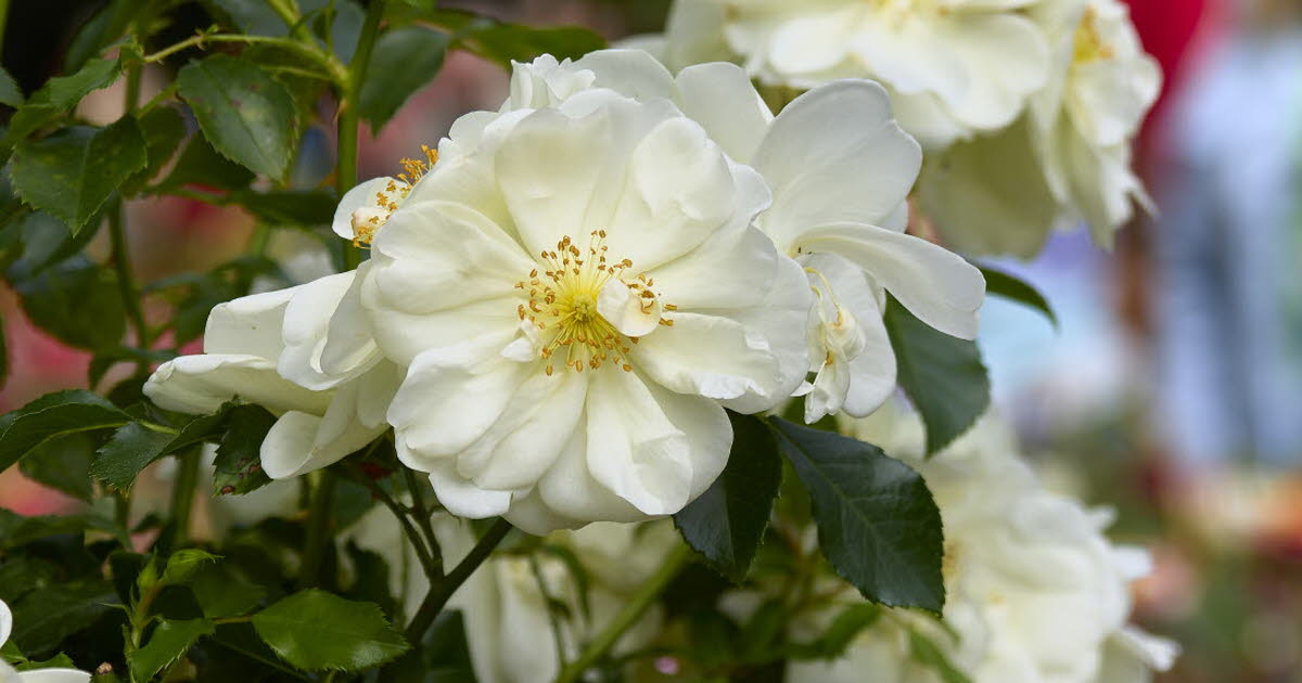 Fête des plantes ce dimanche