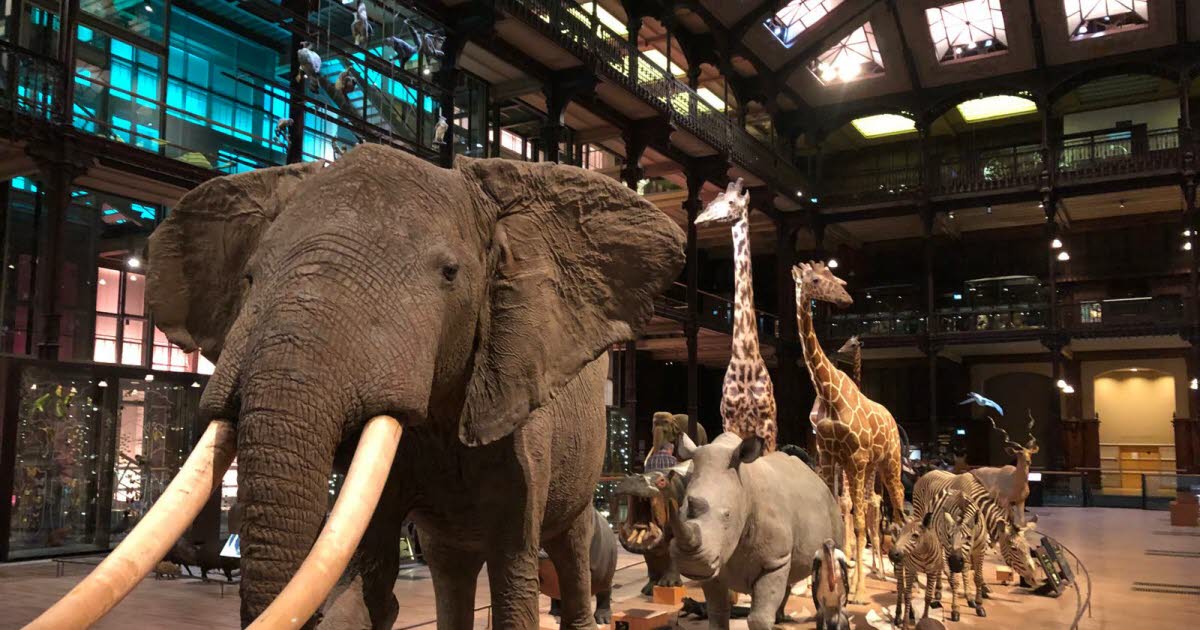 Paris. Des pépites d’or d'une valeur de 600 000 euros dérobées au Muséum d’histoire naturelle