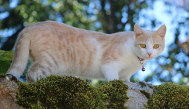 Rhône. Perdu en Bretagne, un chat de 18 ans regagne son foyer à Lyon… en camping-car