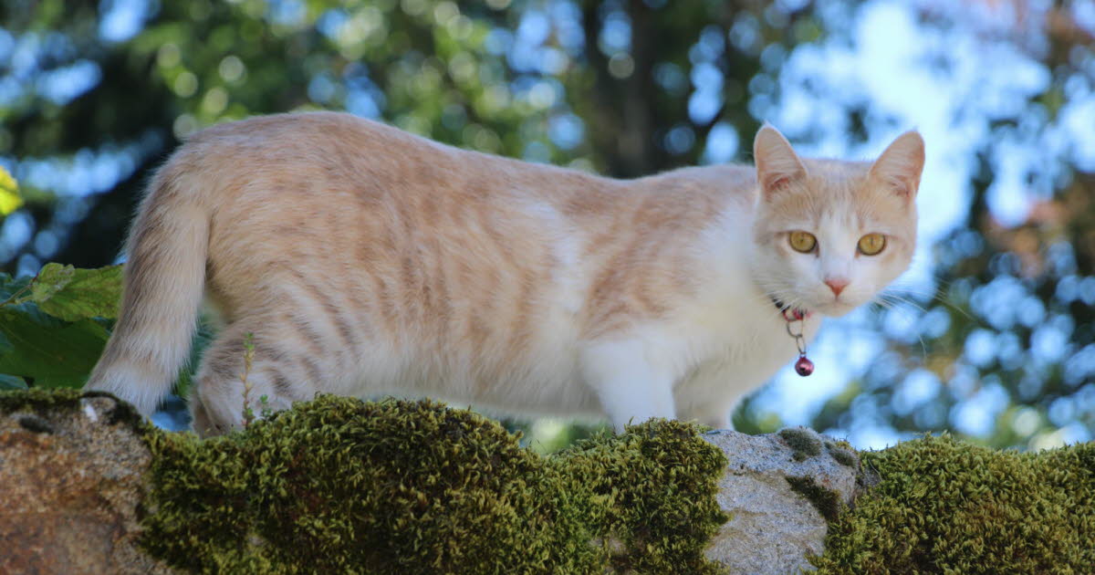 Rhône. Perdu en Bretagne, un chat de 18 ans regagne son foyer à Lyon… en camping-car