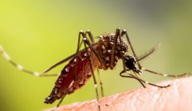 Métropole de Grenoble. Un cas autochtone de chikungunya détecté à Varces