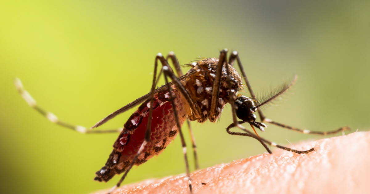 Métropole de Grenoble. Un cas autochtone de chikungunya détecté à Varces