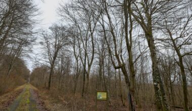 Grand Nancy. Une nouvelle carte pour explorer la forêt de Haye