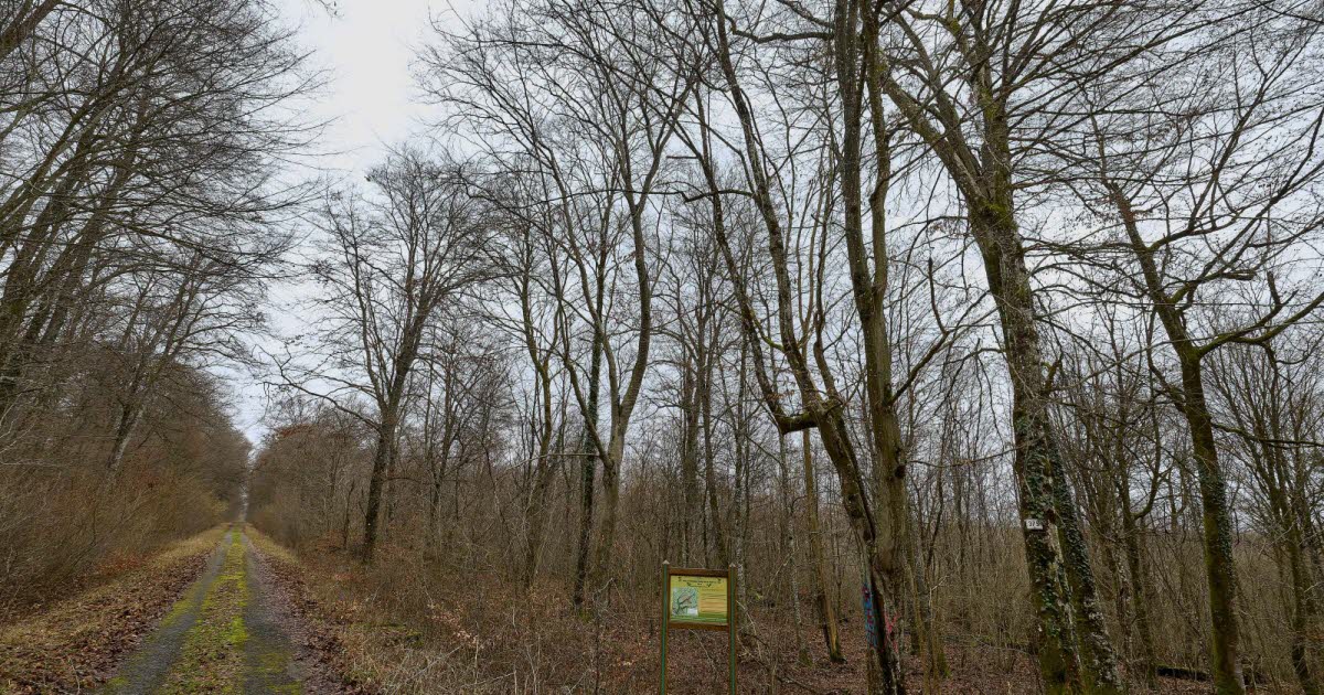Grand Nancy. Une nouvelle carte pour explorer la forêt de Haye