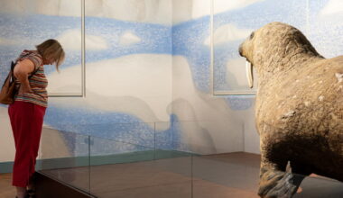 logements sociaux et commerces à la peine, musée zoologique à la fête