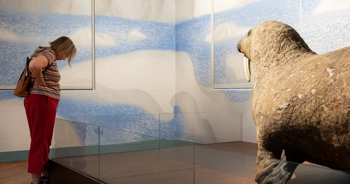 logements sociaux et commerces à la peine, musée zoologique à la fête