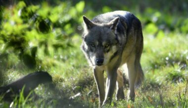 Meurthe-et-Moselle. Pas d'attaque avérée du loup dans le département, mais pour combien de temps ?