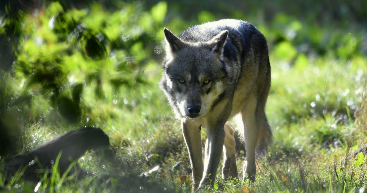 Meurthe-et-Moselle. Pas d'attaque avérée du loup dans le département, mais pour combien de temps ?