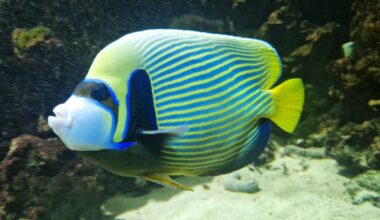 Nancy. Une association de défense des animaux demande la fermeture de l’Aquarium
