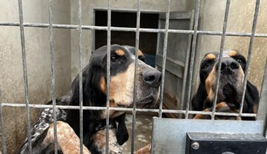 les travaux à la SPA ont commencé