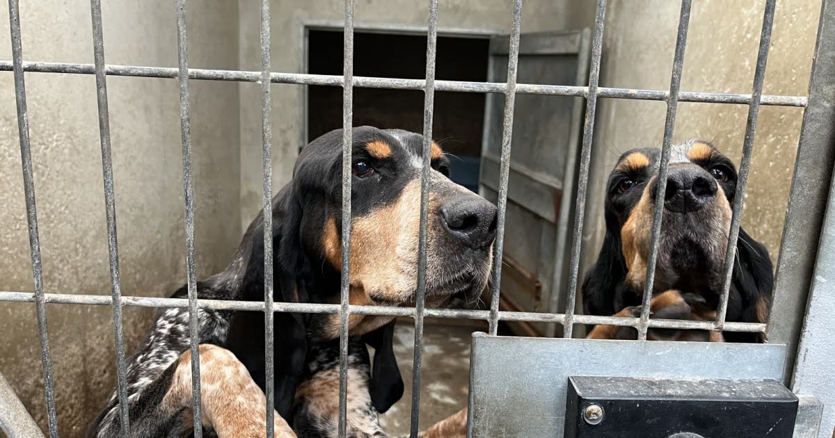 les travaux à la SPA ont commencé