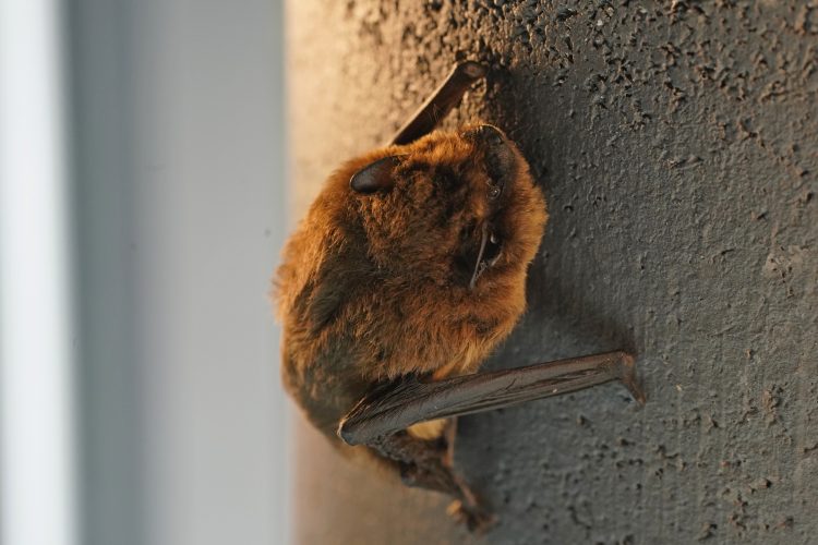 chauve-souris