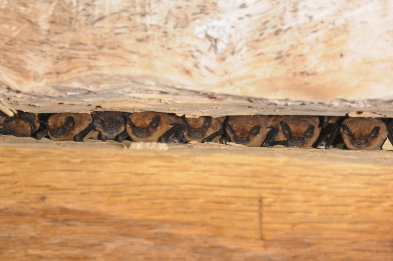 chauve-souris