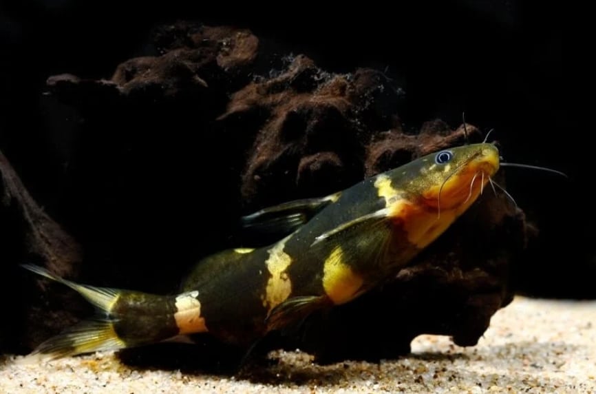 poisson chat bourdon