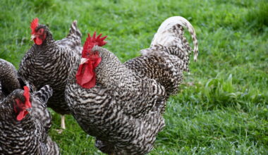 à Rennes, l'écomusée organise une Foire à la basse-cour