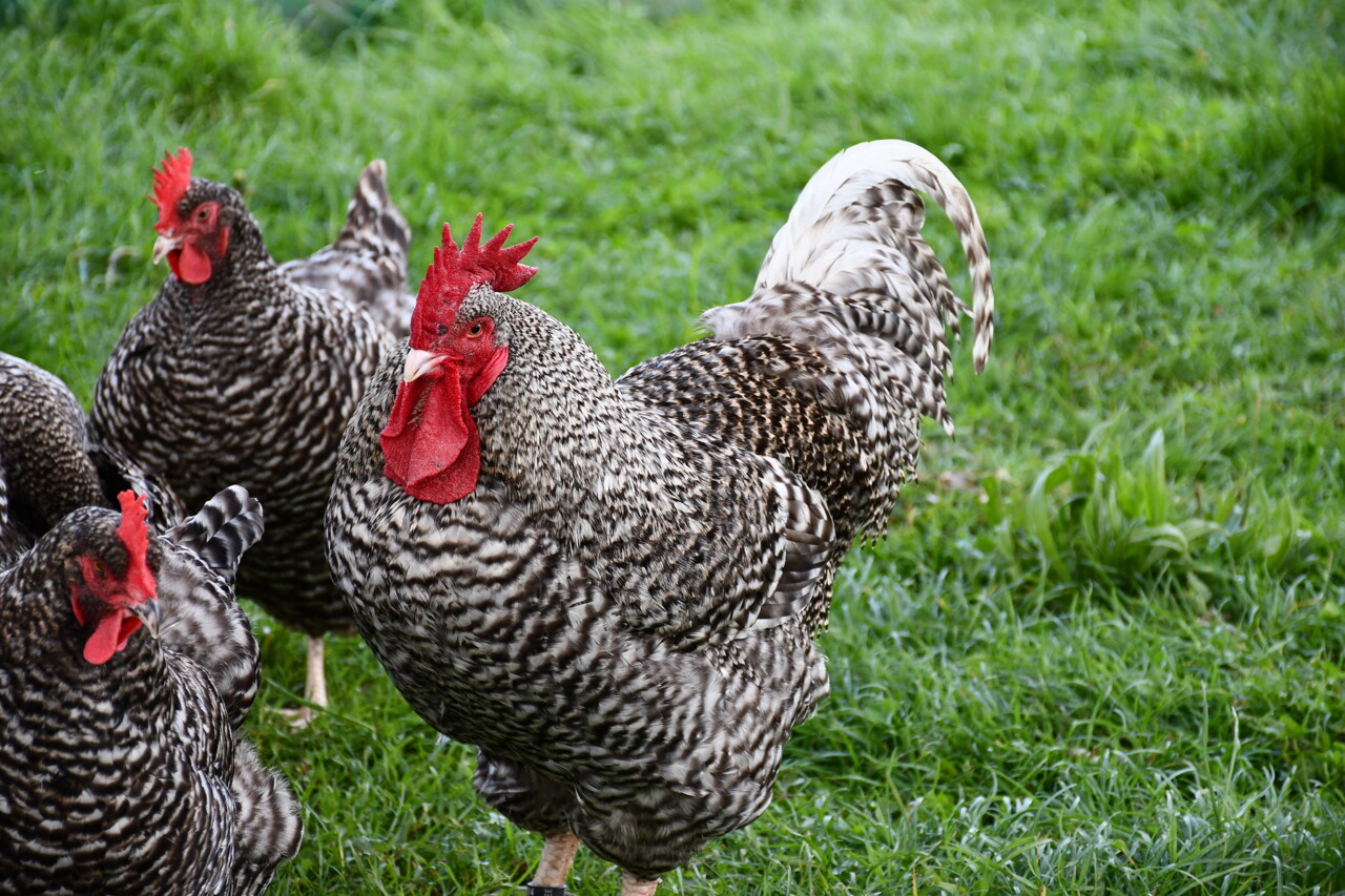 à Rennes, l'écomusée organise une Foire à la basse-cour