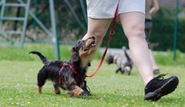 Une association estime que Nancy "doit faire mieux" pour la condition animale : la Ville répond