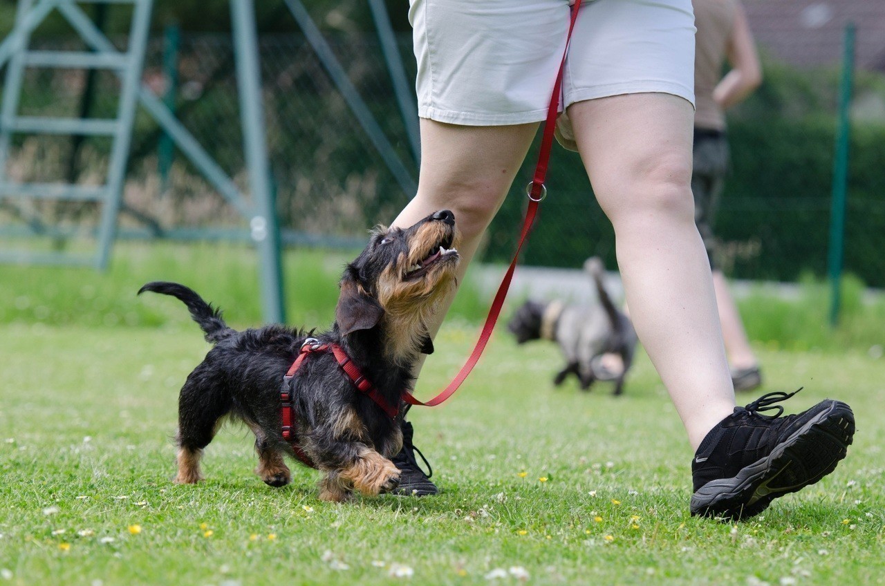 Une association estime que Nancy "doit faire mieux" pour la condition animale : la Ville répond