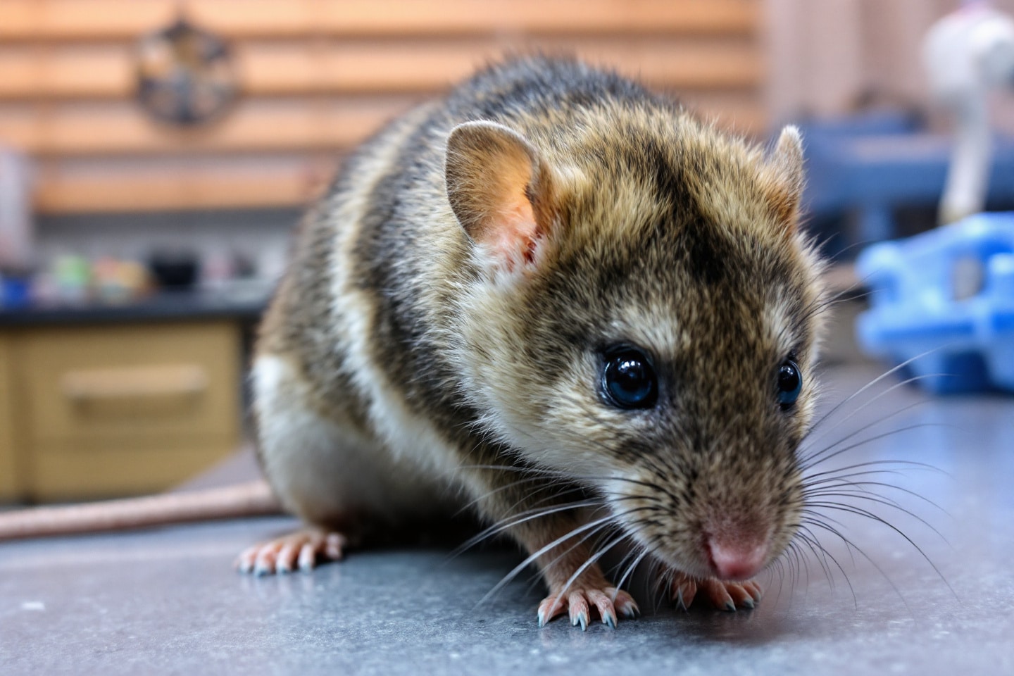 Qhaqiu5loi 1757068186