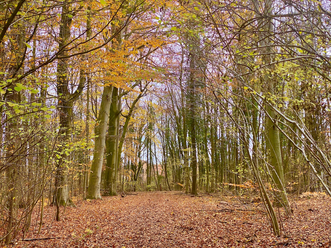 quartier neuhof strasbourg pokaa9
