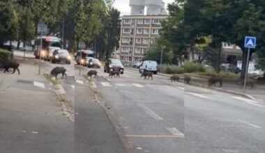VIDÉO. Des sangliers (encore) aperçus dans les hauteurs de Rouen : pourquoi c'est un problème