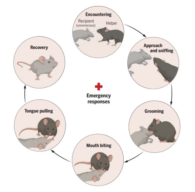 souris premiers secours aide