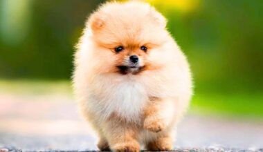 Paris devient-elle enfin Dog Friendly ? L’expérimentation inédite du parc Monceau – Paris Select