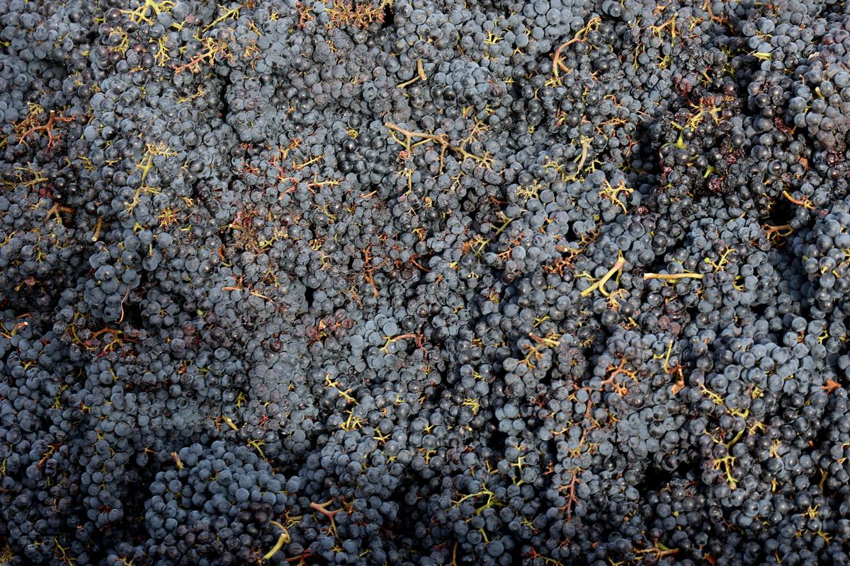 Vins de Bordeaux. L’éventuel passage d’AOC en IGP, « un cas rarissime » soumis à plusieurs étapes