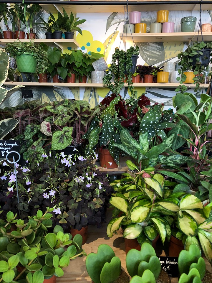 tchungle plantes