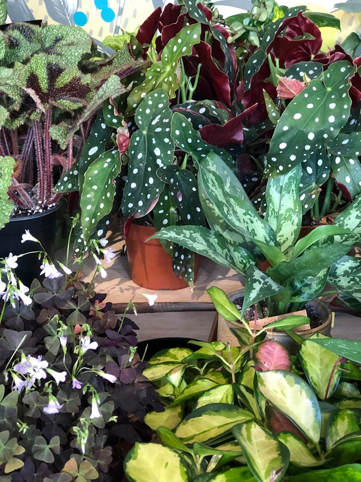 tchungle plantes
