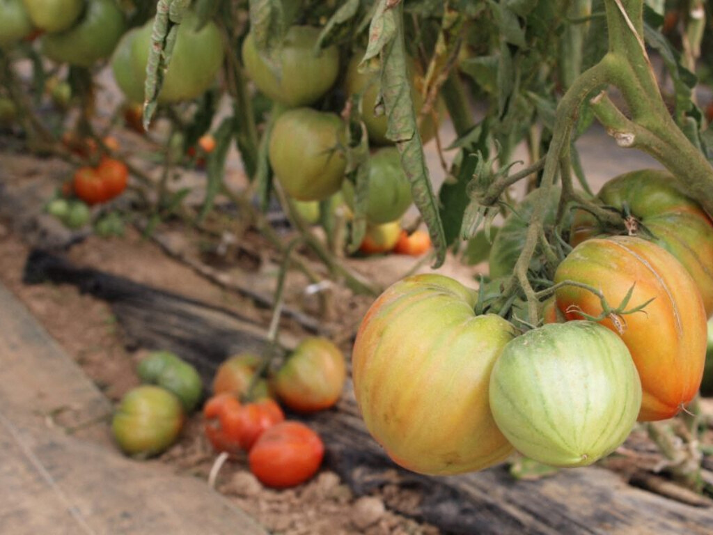une libre cueillette de tomates bio organisée ce mercredi à Strasbourg