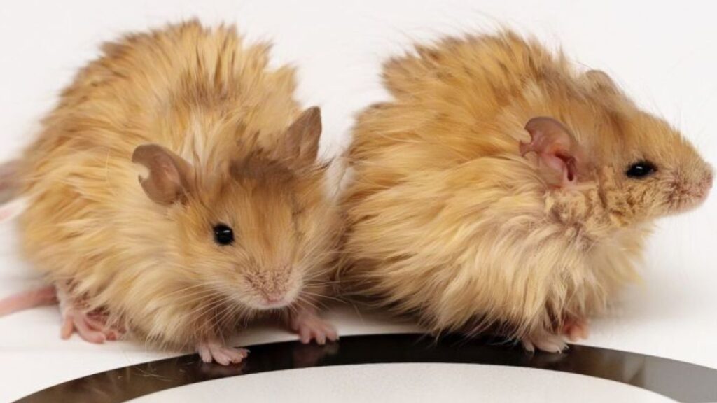 Souris Laineuse
