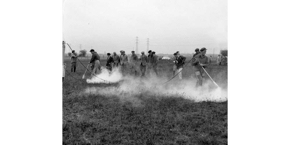 Une vaste opération de dératisation est organisée à Mions le 2 octobre 1961. La cigarette remplace le matériel de protection contre les produits chimiques... Archives Le Progrès