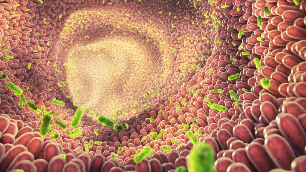 virus microbiote
