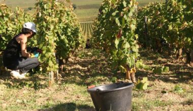 du jamais vu, les vendanges 2025 ont débuté en plein mois d’août !