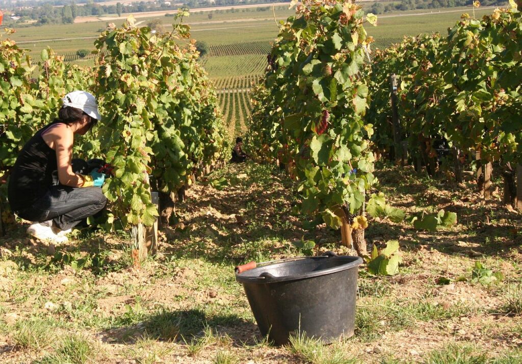 du jamais vu, les vendanges 2025 ont débuté en plein mois d’août !